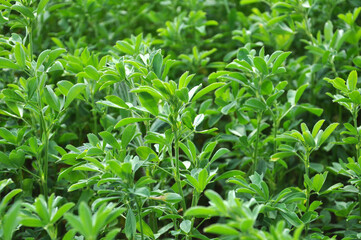 In the spring field young alfalfa grows