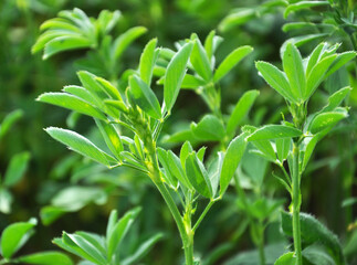 In the spring field young alfalfa grows