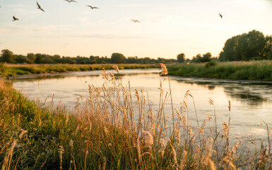 a natural serene golden grass with sunset