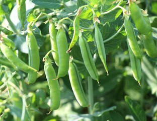 Green pea pods are ripening on the bush