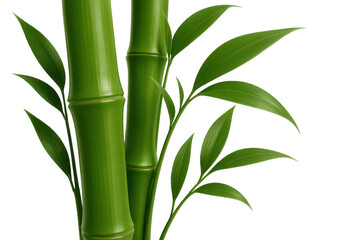 Obraz premium Green bamboo stalks with leaves close up isolated illustration on transparent background