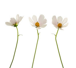 coreopsis on a white isolated background