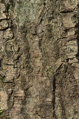 macro texture of tree bark