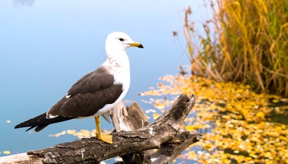 Obraz premium A seagull perches elegantly on a weathered log, overlooking a tranquil autumnal lake, bathed in soft light.