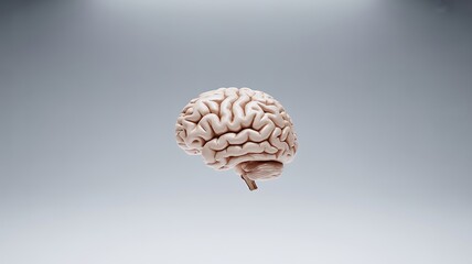Anatomical Human Brain Model anatomy biology