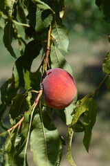 Peach tree branch with fruit - Latin name - Prunus persica
