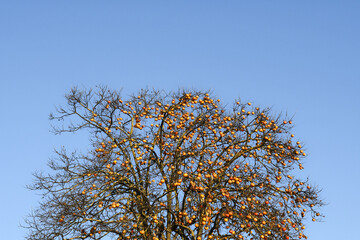 The bare but fruit-laden branches of a medlar tree in autumn, against clear blue sky, Italy