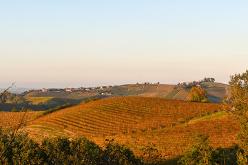 Scenic vineyard landscape in the Langhe hills, known for its wine production, at sunset in autumn, Barbaresco (Cuneo), Piedmont, Italy