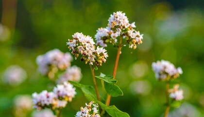 Delicate Clusters of Tiny White Flowers Bloom in a Softly Blurred Green Field.