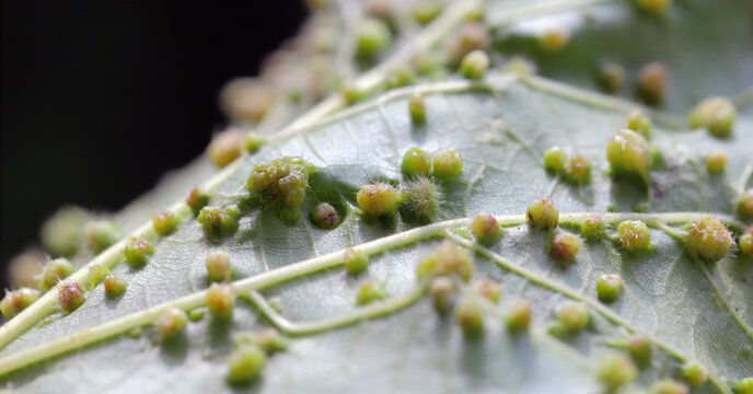 Leaf of grapevines with galls of Grape phylloxera, Daktulosphaira vitifoliae. High magnification.