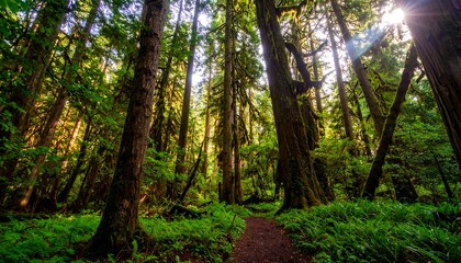 Naklejka premium Lush Rainforest Trail Sunlight Filters Through Canopy Trees.