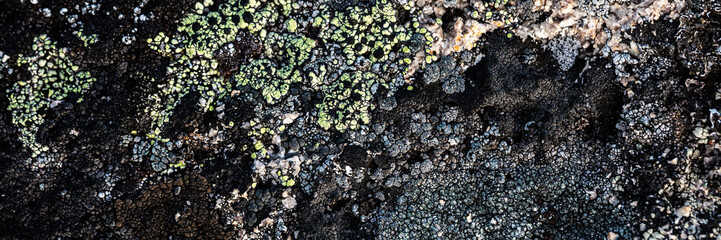 Natural texture of a stone covered with lichen. Lichenes patterns on a rock surface. Natural background. Closeup top view. The nature of the Arctic. Polar region.