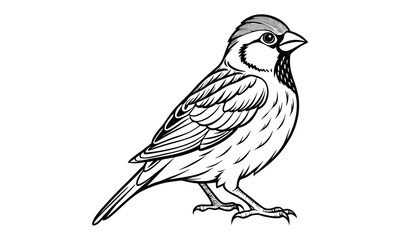 Decorative Sparrow vector silhouette and line art t shirt design, detailed illustration for adult coloring, meditation art therapy, stress relief drawing, and printable creative artwork.