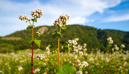 Obraz premium Delicate White Buckwheat Flowers Bloom in a Lush Green Field Under a Blue Sky.