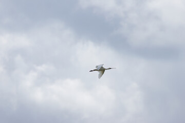 a white spoonbill in flight against a dark sky, a spoonbill flies by in a gray-blue sky shortly before a storm, a large white bird with a spoon-shaped beak, Platalea leucorodia