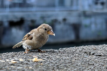 Spatz auf einer Mauer in Ljubliana