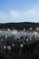 Whispers of Light – Dreamlike Cotton Grass Field Blending Into Silence