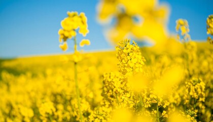 Fototapeta premium A vibrant field of yellow flowers in full bloom under a clear blue sky, with a soft focus on the foreground elements.