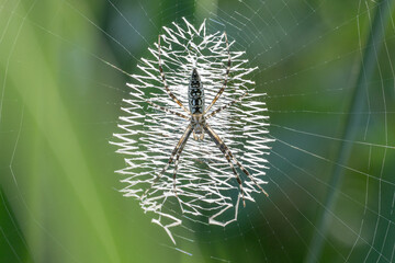 A Banana Spider in a summer garden.