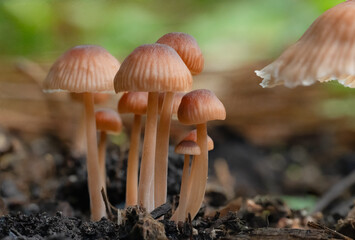 Golden brown umbrella shaped mushrooms in a summer garden.