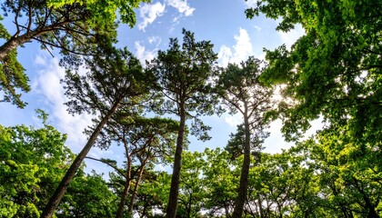 Fototapeta premium Lush green trees reach for a bright, partly cloudy sky, showcasing a vibrant forest scene.