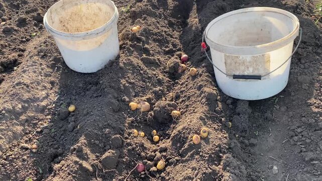 Top-down view of a person harvesting potatoes. One row of potatoes is dug out in the middle, with two buckets on each side filled with potatoes