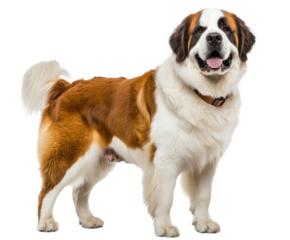 Majestic Saint Bernard Rescue Dog with Classic Barrel Collar
