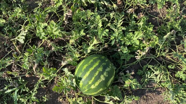 Watermelon growing on a garden patch, camera slowly pulling away from a single watermelon to reveal multiple watermelons on the plants, summer outdoor setting.