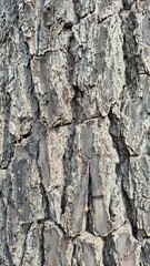 Abstract and detailed close-up of a weathered, rugged tree bark texture, showcasing its deep furrows, cracks, and unique natural patterns. Ideal for backgrounds, nature themes, and organic design.