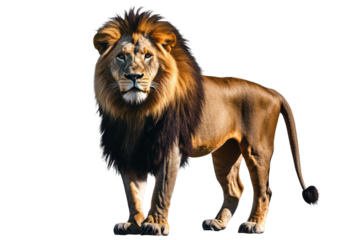 Proud Lion with Golden Mane Wildlife Animal PNG Transparent