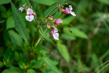 Drüsiges Springkraut