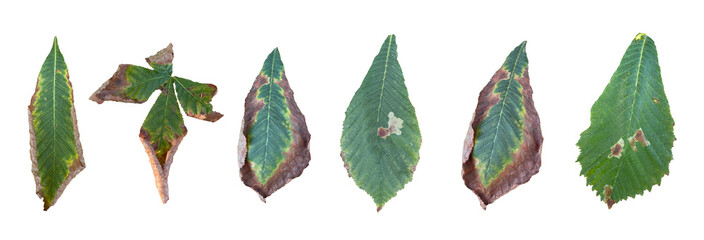 Set of different drying leaves, an image of a set of various leaves in the process of drying. isolated background.
