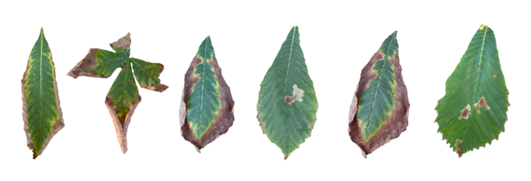 Set of different drying leaves, an image of a set of various leaves in the process of drying. isolated background.