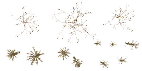 3d illustration of Aster,Bidens plants on transparent background from top view