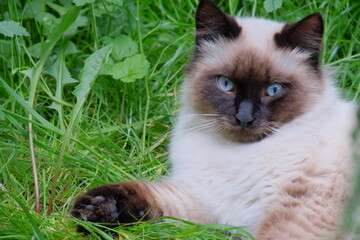Beautiful feline with striking blue eyes lounging in lush green grass, showcasing its elegant features and playful demeanor in a serene outdoor environment © almal