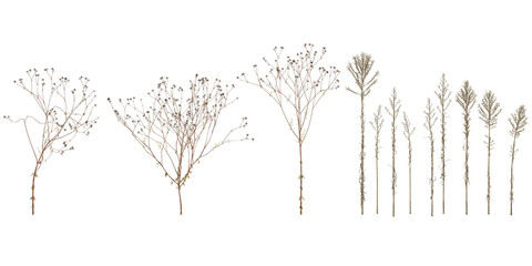 3d illustration of Aster,Bidens plants on transparent background