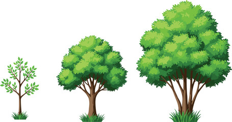 Tree Growth Stages from Sapling to Mature Tree | Vector Life Cycle Illustration

