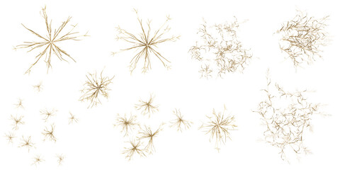 3d illustration of Capillipedium,Dactyloctenium plants on transparent background from top view