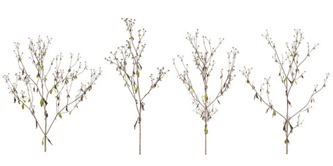 3d illustration of Sigesbeckia plants on transparent background