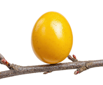 Bright yellow egg resting on a branch for creative projects on a transparent background, cut out