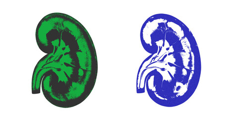 Colorful abstract kidney anatomy illustration in green and blue medical design isolated PNG