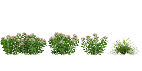 set of Hylotelephium erythrostictum,grass on transparent background