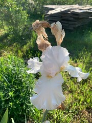 Iris in the sunbeams in the garden. Petals of soft white color against the background of green grass and wood.