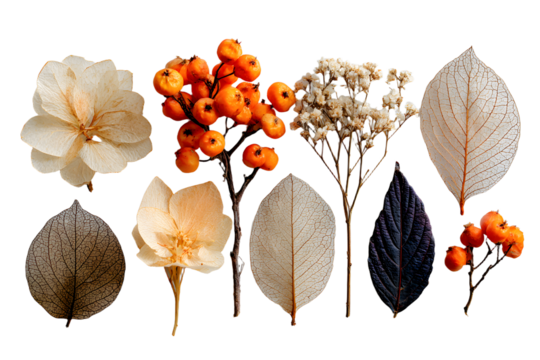 Autumn composition. Dried leaves, flowers, rowan berries on white background. Autumn, fall, thanksgiving day concept. Flat lay, top view, copy space - Powered by Adobe