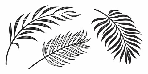 Black and White Palm Frond Illustrations