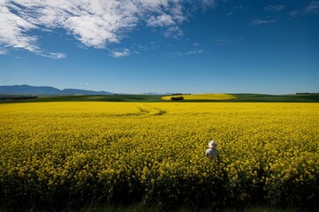 Woman in a Canola field