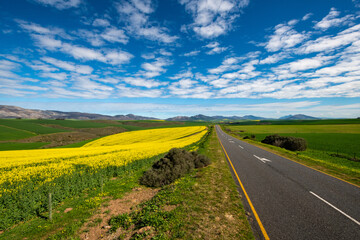 Country road and canola fields