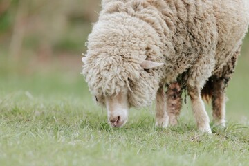 A sheep with thick, cream-colored wool grazes on lush, green grass in a meadow. The animal bows its head, enjoying a peaceful moment in the countryside sunshine