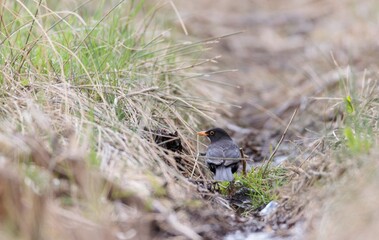 A small blackbird stands, its plumage a dark contrast against the dry and green grass. It looks to its right, presumably searching for insects or seeds to eat in the field