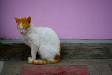 Orange and white kitten sitting in the pavement. © Cherish